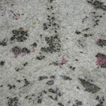vert-eucalyptus-18-tournus